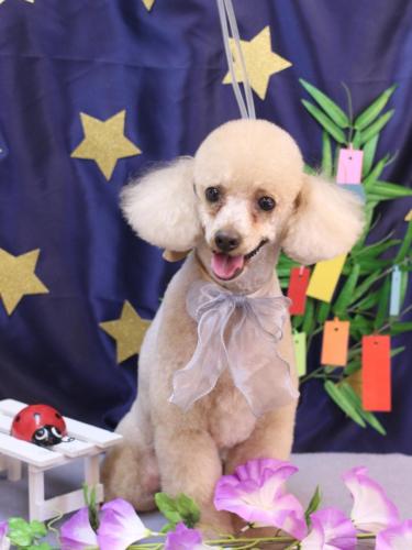 20230715チロくん